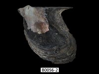 藏品(企鵝鶯蛤)的圖片